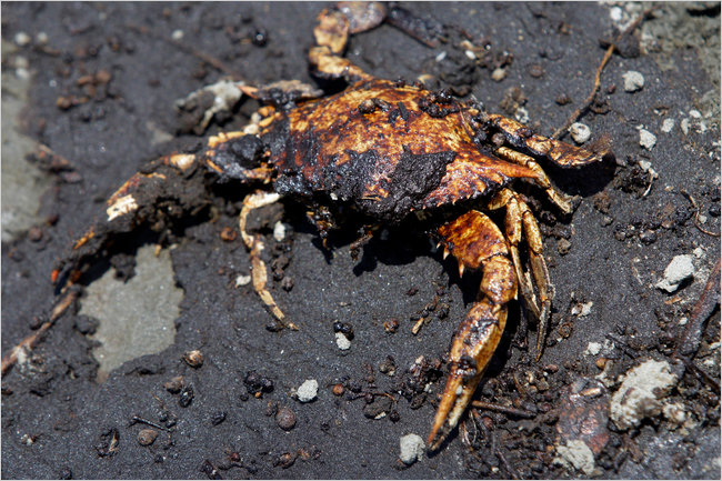 700 a day will die from oil in crabs shrimp